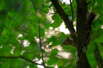 Fototapeta premium Squirrels Through the Seasons. Witnessing Climate Change in the Trees