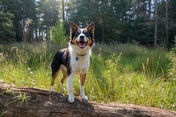 Joyful mixed-breed dog with open mouth perched on a log in a rural area facing the sunlight