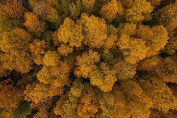 Drone-captured overhead shot of a yellow birch tree canopy in full foliage