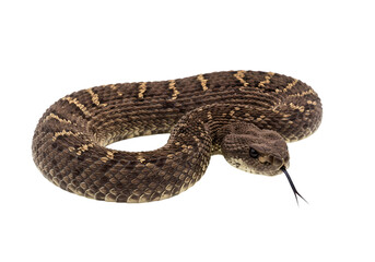 Obraz premium Closeup of a Western Diamondback Rattlesnake isolated on transparent background