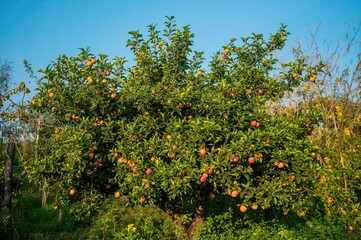 Fototapeta premium Orchard scene with apple and orange trees in a lush green garden during spring