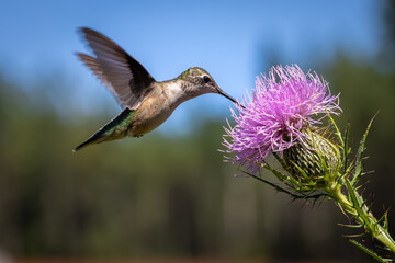 hummingbird feeding on purple thistle