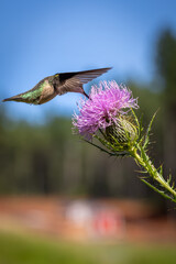 hummingbird feeding on purple thistle