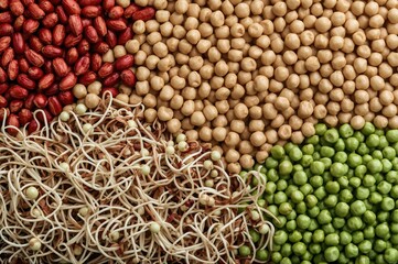 Assortment of legumes, sprouts, and beans in various forms from above. Includes raw, dried, and fresh varieties such as red beans, lentils, mung beans, chickpeas, soybeans, edamame, and green peas.