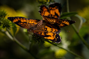 Mating butterflies