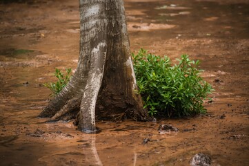 Obraz premium Wet soil and vegetation in heavy rain
