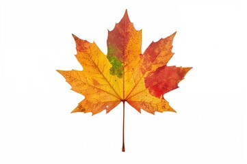 Obraz premium Colorful maple leaf on a plain white backdrop