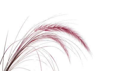 Pink Muhly Grass on Transparent Background - Elegant Botanical Detail