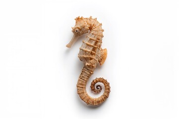 Naklejka premium Dried Sea Horse Specimen on a White Background