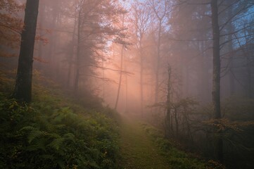 Obraz premium Enchanted woodland scene shrouded in morning mist during fall.