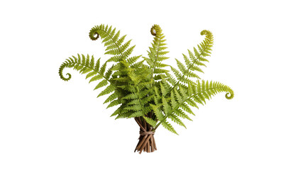 Freshly Harvested Bundle of Vibrant Green Ferns with Tightly Curled Fiddleheads