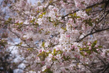 Fototapeta premium Blooming Tree Surrounded by Vibrant Spring Flowers