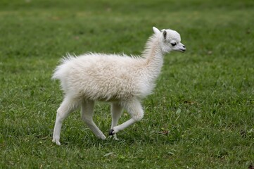 Fototapeta premium Young fluffy white guanaco strolling through lush green grass