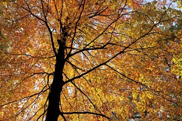Golden Beech Tree Canopy in Autumn Forest