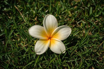 Obraz premium Plumeria blossom resting on green grass
