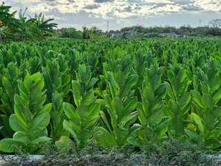 Tobacco field plantation and cloudscape, summer landscape, Indonesia