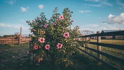 Rustic Farm Backdrop Featuring Hibiscus