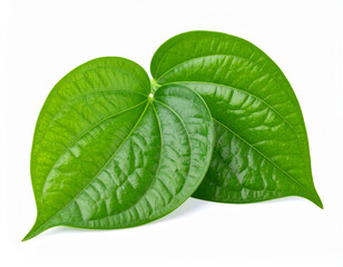 Betel leaf isolated on a white background
