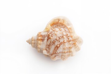Obraz premium Beautiful Seashell on a Clean White Surface with Selective Focus and Space for Text