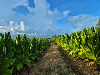 Tobacco field plantation and cloudscape, summer landscape, Indonesia