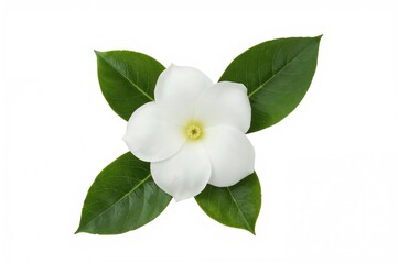 Obraz premium Fragrant Gardenia jasminoides blossoms and foliage set against a white background