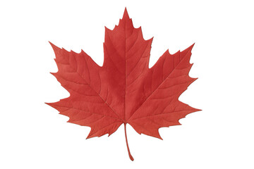 Vibrant red maple leaf on transparent background representing canada