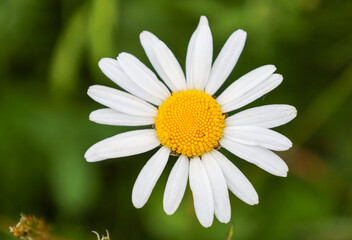Fototapeta premium ​A close-up of a single daisy with bright white petals and a yellow center. The crisp details of the flower against a blurred green background create a sense of calm and freshness, symbolizing the pur