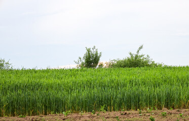 ​A bright landscape showcasing a large field of young green sprouts. The horizon line with trees separates the fertile soil from the vast sky, symbolizing the spring renewal of nature.