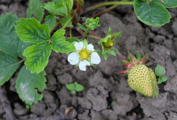 Young strawberry bush with a white flower and a green berry beginning to ripen. Distinct textures of leaves and soil emphasize the natural beauty of the growing plant, hinting at freshness and the ant