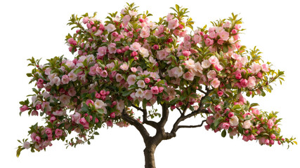 Obraz premium Blooming Pink Crabapple Tree Isolated on Transparent Background