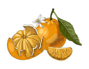 Ripe tangerines hand drawn vector illustration