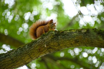 Red squirrel enjoying a walnut on a tree branch