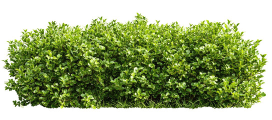 Dense green hedge with many small leaves