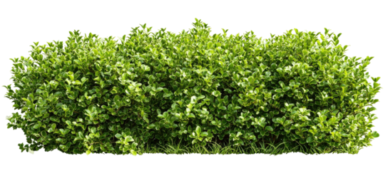 Dense green hedge with many small leaves