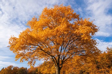 Autumn scene with golden ginkgo biloba leaves set against a clear blue sky, featuring texture and background elements.