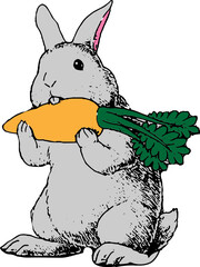 rabbit is eating carrot