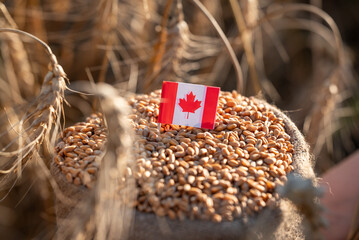 A bag of wheat grain with a flag of Canada in a field. Close-up of a bag of wheat grain with a...