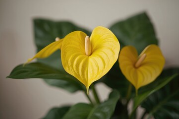 Tender yellow anthurium blossoms. Emblem of affection. Celebrations for women and mothers.