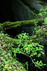 moss-covered trees above the canal