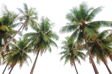 Fototapeta premium Coconut palms isolated on a white backdrop