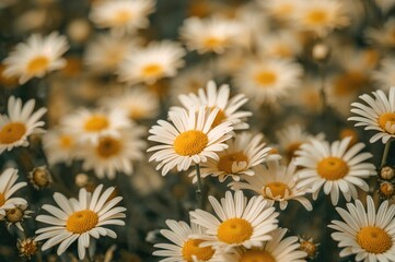 Fototapeta premium Detailed view of blooming daisies during springtime