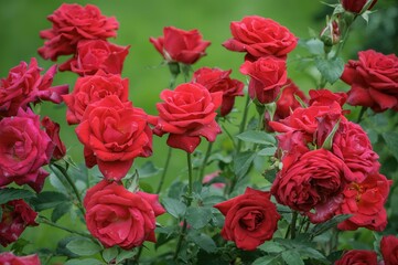 Close-up of vibrant red and pink roses in full bloom