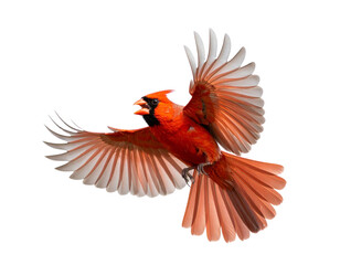 Northern Cardinal in Mid-Air With Wings Fully Spread, isolated on transparent background (2)