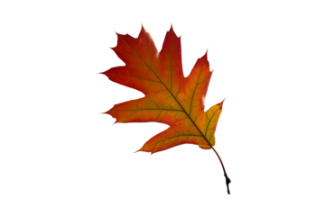 Realistic Autumn Oak Leaf on Transparent Background for Creative Use