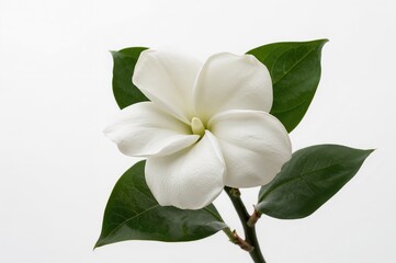 Obraz premium Close-up of a white gardenia bloom surrounded by green leaves on a plain white backdrop