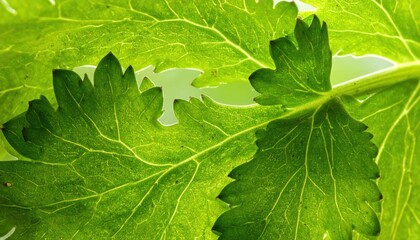 Close-Up View of Fresh Green Celery Leaf Texture and Details