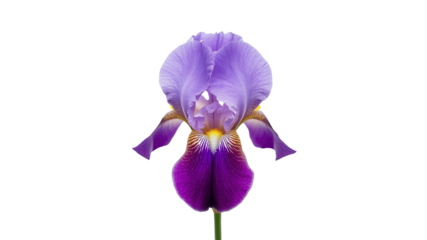 Vibrant Purple and Lavender Iris Flower on Transparent Background