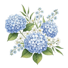 Watercolor blue hydrangea flowers isolated on transparent background