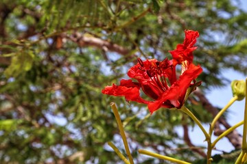 Acacia Delonix regia beautiful red flowers