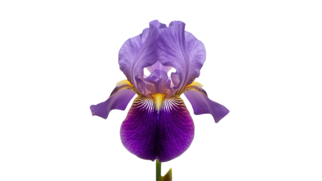 Vibrant Purple and Yellow Iris Flower on Transparent Background